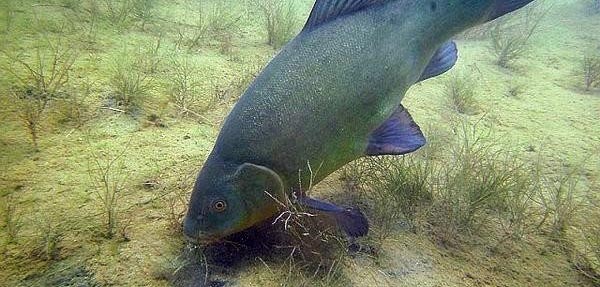 Чем питается рыба линь: интересные факты о питании рыбы линь в природе