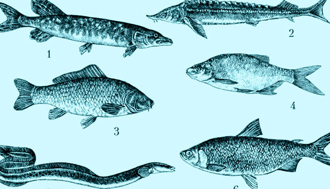 Все виды рыб речных фото