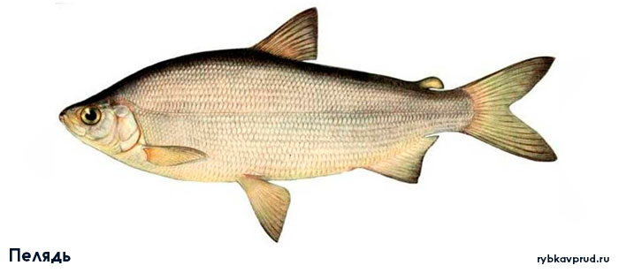 Какие рыбы похожи на карася? Узнайте больше о разновидностях рыбы, схожих с карасем