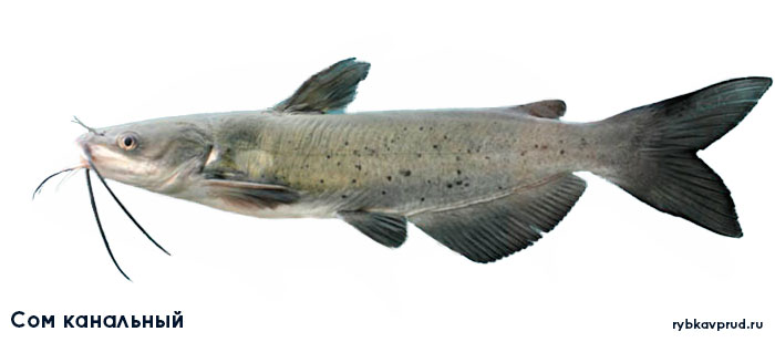 Морская рыба, похожая на сома: виды, особенности, приметы