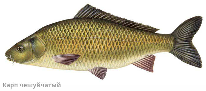 Разнообразие рыбных организмов: окунь и щука в водоеме