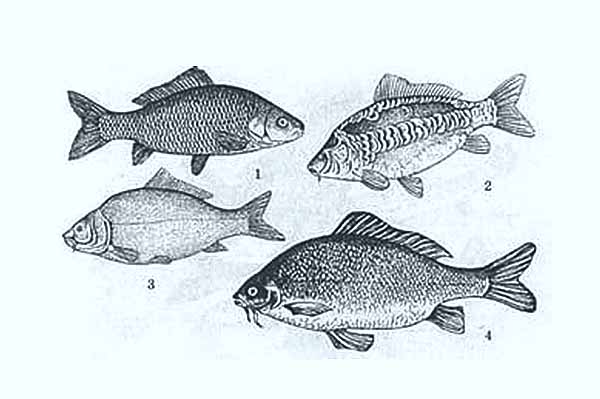 Виды рыб для выращивания в прудах
