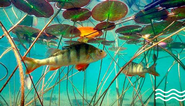 Какие рыбы обитают в пруду: популярные виды и особенности