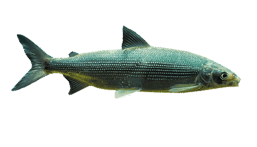 Рыба Чир Фото