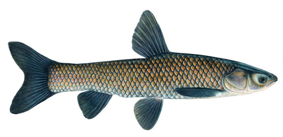 Какая рыба питается отходами: информация и советы