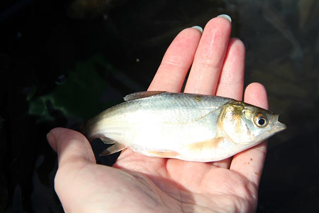 Толстолобик или белый амур: какой рыбы выбрать для приготовления вкусного блюда